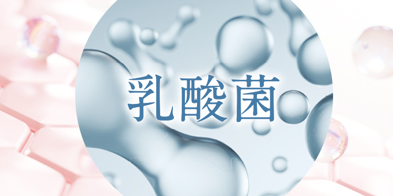 乳酸菌