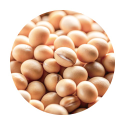 バチルス/ダイズ発酵エキス