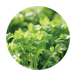 加水分解コリアンダー果実エキス