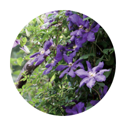 クレマティス葉エキス