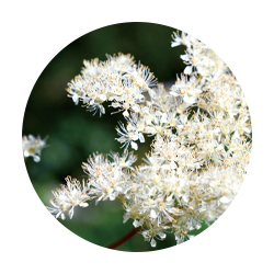 セイヨウナツユキソウ花エキス