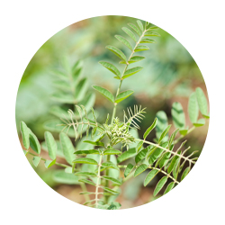 グリチルリチン酸2K