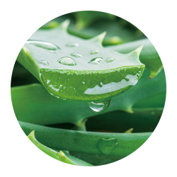 国産アロエベラ葉エキス