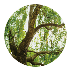 セイヨウシロヤナギ樹皮エキス