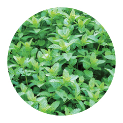 メリッサ葉エキス