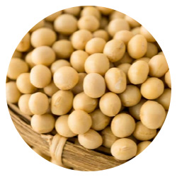 ファイトポリアミン