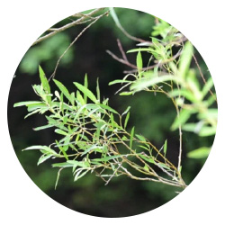 オタネニンジン根エキス